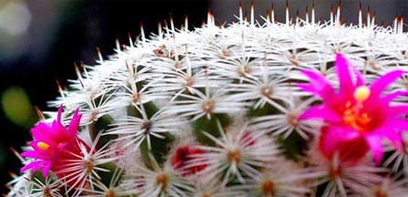 Barrell Cactus Blooms