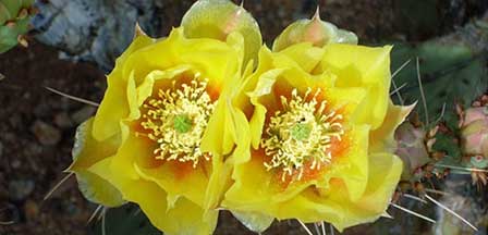 Cactus Blooms