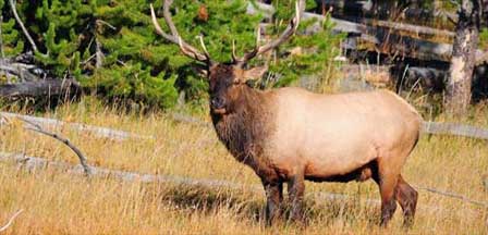 Picture of Elk