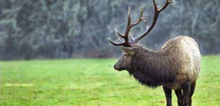 Picture of Elk