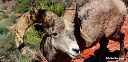 Pictures of Big Horn Mountain Sheep at Grand Canyon