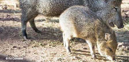 Javalinas