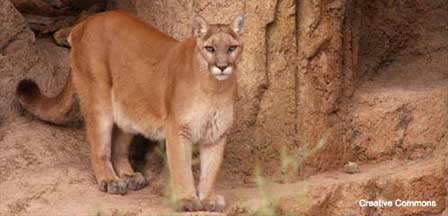 Picture of a Mountain Lion