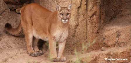 Mountain Lions in Ohio - AZ Animals