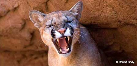 mountain lion roar