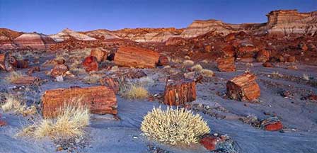 Petrified Forest