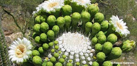 Cactus In Bloom