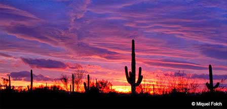 Phoenix Sunset