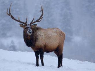 Elk 3