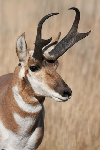 Arizona Pronghorn Antelope