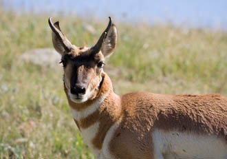 Pronghorn Antelope Pictures 2