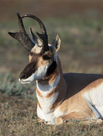 Arizona Pronghorn Antelope