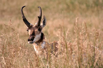 Pronghorn Antelope Pictures 5