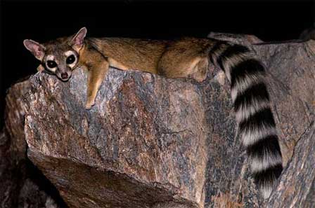 Picture of Ringtail Cat By Robert Body at Camelback Mountain 
