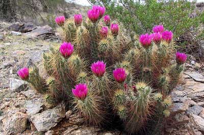 Cactus Bloom at the Park