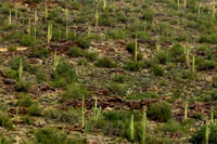 South Mountain Park Saguaro Cactus