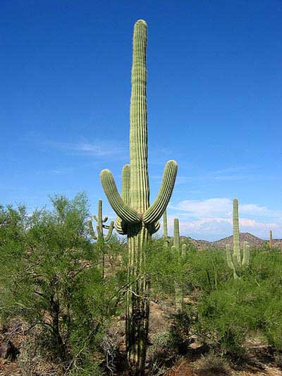 Stately Saguaro Cactus at the Park
