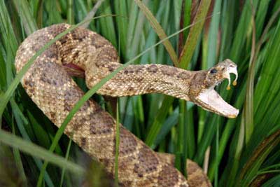 Picture of Rattlesnake