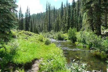 Picture of West Fork Black River in Alpine, Arizona