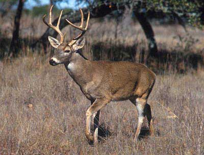 Picture of White Tailed Deer